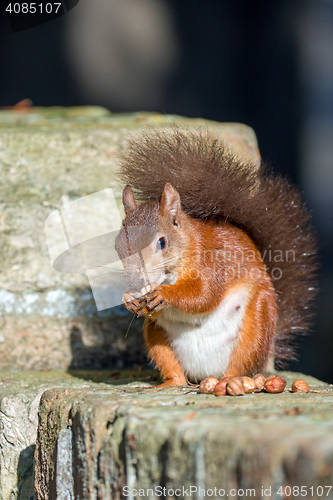 Image of Red Squirrel on Wall