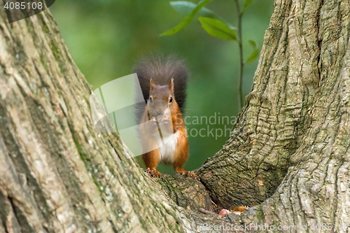 Image of Red Squirrel in Tree