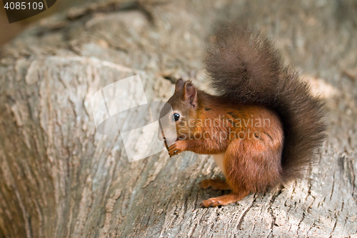 Image of Red Squirrel on Log