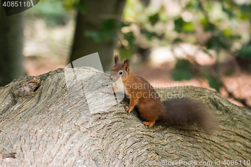 Image of Red Squirrel on Fallen Tree