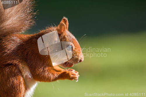 Image of Red Squirrel with Hazelnut