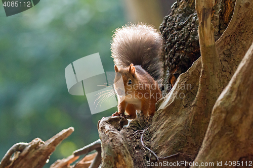 Image of Red Squirrel Backlit