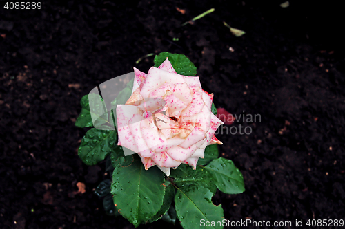 Image of Rose pink spotted