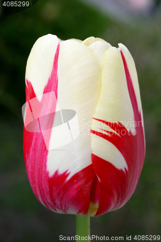 Image of tulip 