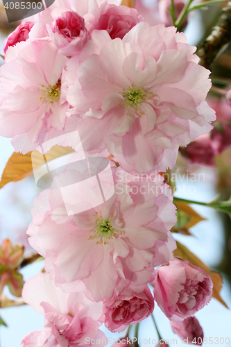 Image of Japanese flowering cherry  (Prunus serrulata) 
