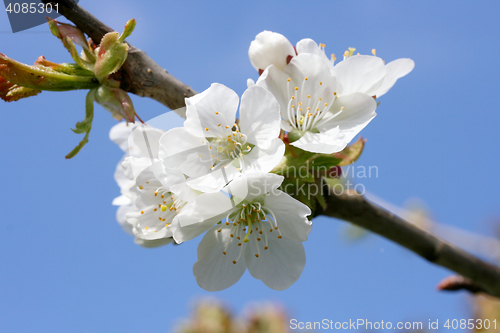Image of  white Flower 