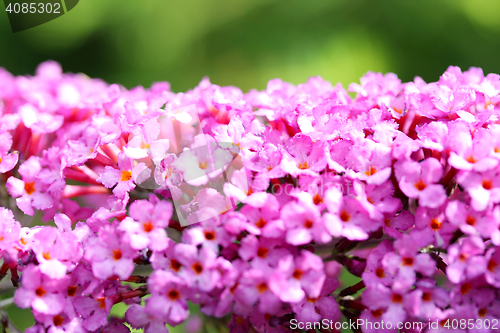 Image of Butterfly Bush  (Buddleja davidii) 