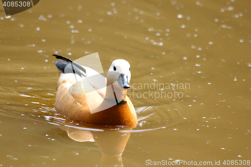 Image of Ruddy Shelduck   (Tadorna ferruginea)  