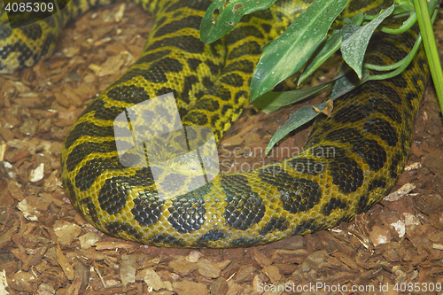 Image of Yellow anaconda  (Eunectes notaeus) 