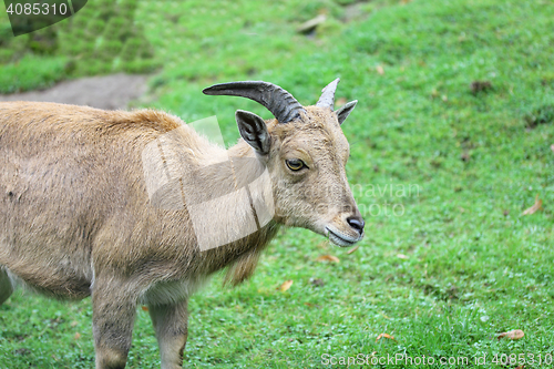 Image of Capricorn   (Capra ibex) 
