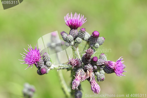 Image of Milk thistle   (Silybum) 