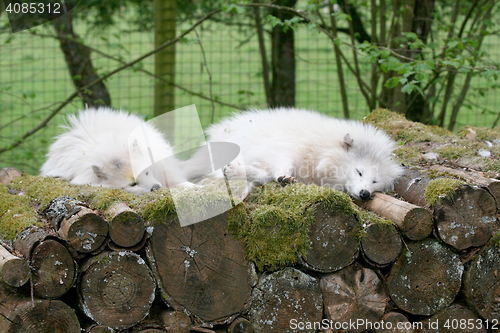 Image of arctic fox  (Vulpes lagopus) 