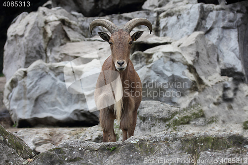 Image of Barbary sheep  (Ammotragus lervia) 