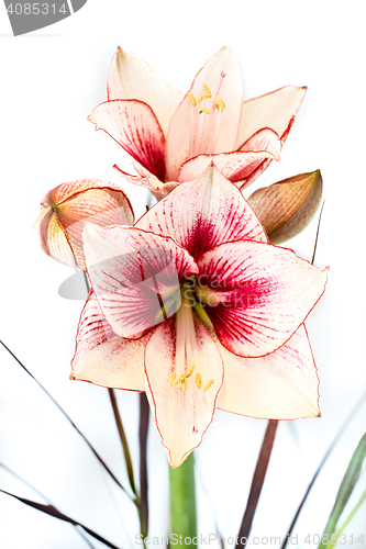 Image of Abstract photo of a white and red amaryllis flower