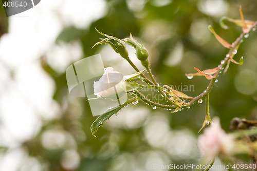 Image of Garden details