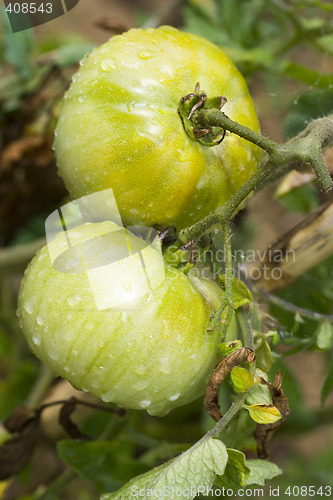 Image of Tomato