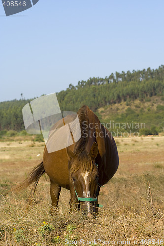 Image of The Horse