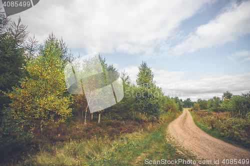 Image of Birch trees by a nature trail 