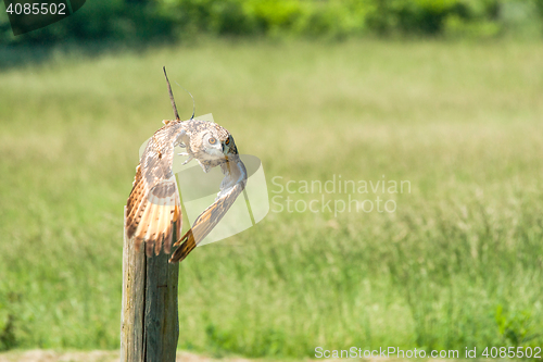 Image of Horned owl taking off