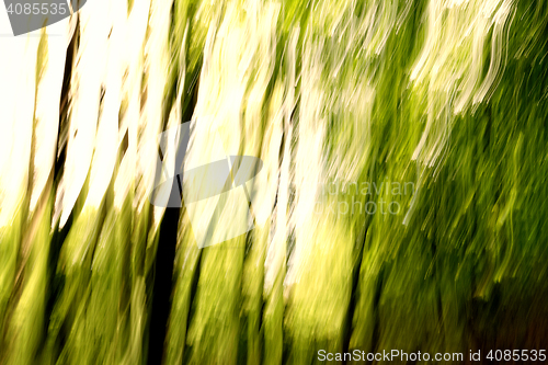 Image of Blurred trees background