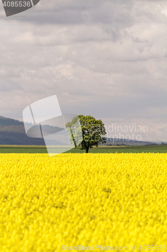 Image of Colza field