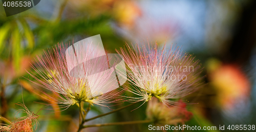 Image of Flowers of acacia