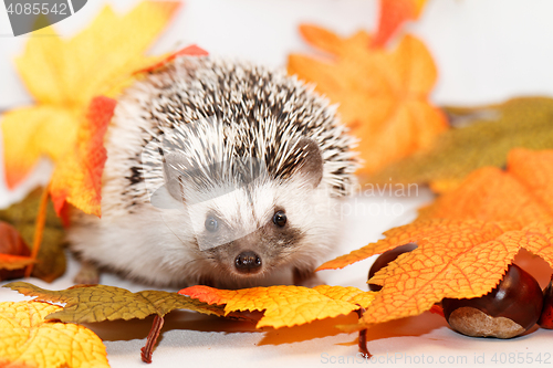 Image of African white- bellied hedgehog