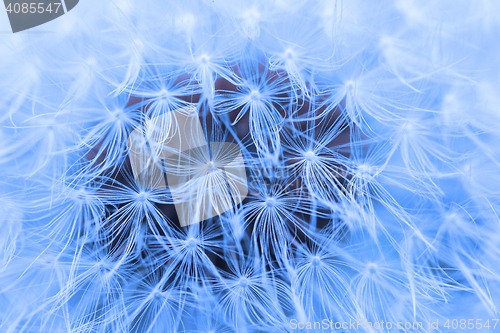 Image of The Dandelion background.