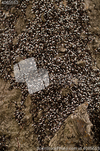 Image of Bugs on the trunk