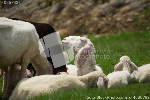 Image of Sheeps at the Gruenwaldkopf, Obertauern, Austria