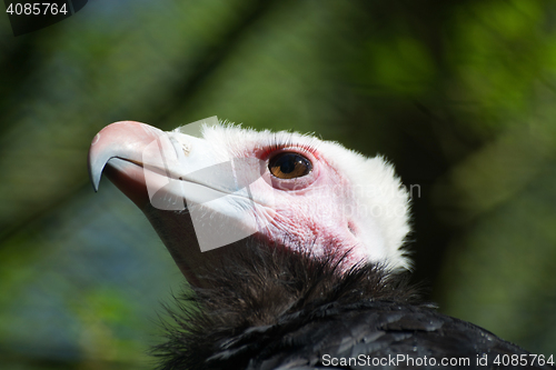 Image of White-Headed Vulture (Trigonoceps occipitalis)