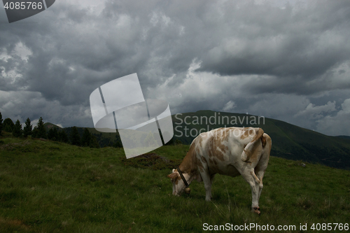 Image of Cow at the Nock Alp, Austria