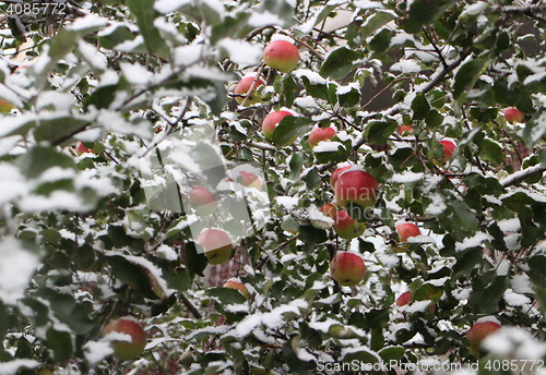 Image of  Apple orchard under the snow 