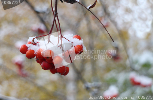 Image of  bright mountain ash under snow