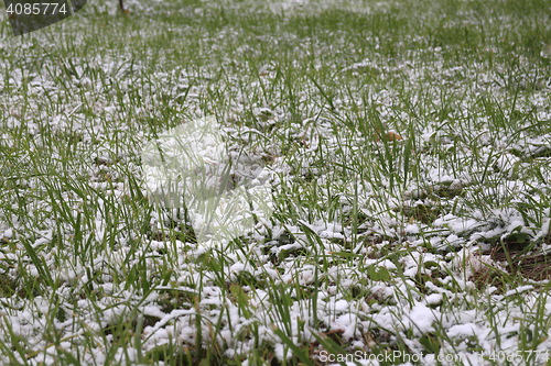 Image of  green grass covered with snow