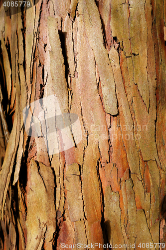 Image of eucalyptus wood bark texture