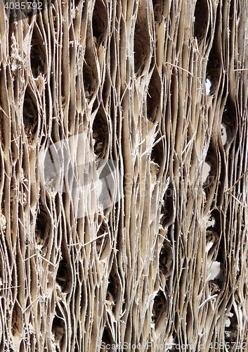 Image of Cactus wood bark texture