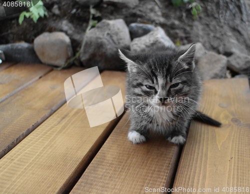Image of  small fluffy gray kitten
