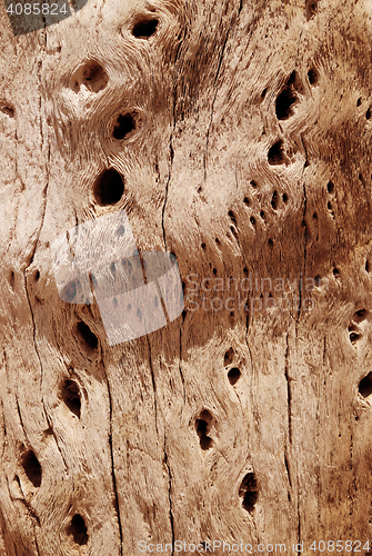 Image of Cactus wood bark texture