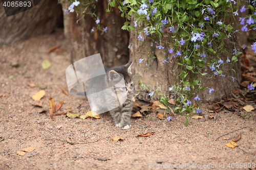 Image of  tiny kitten with flowers