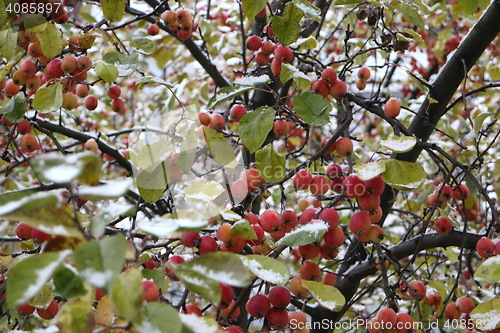 Image of  Apple apples  under the snow 