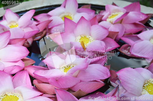 Image of Blossom lotus flowers in water pond