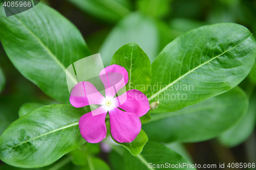 Image of Beautiful pink vinca flowers