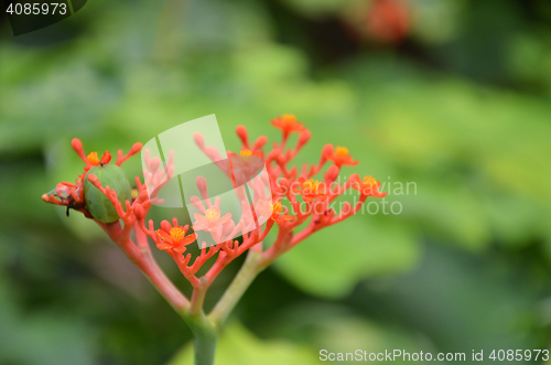 Image of Beautiful local Thai herbs, Jatropha podagrica