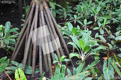 Image of Seychelles stilt palm