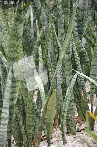 Image of Leaves surface texture of snake plant 