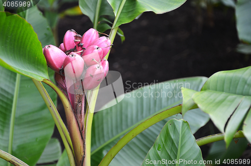 Image of Musa Velutina banana tree