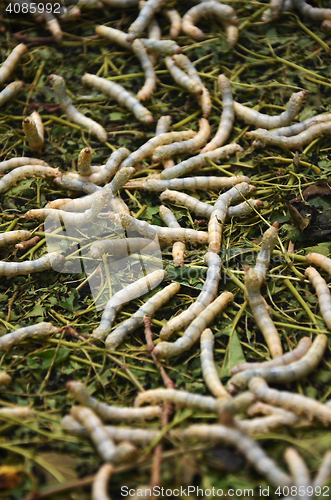 Image of Silkworms in silk farm, Siem Reap