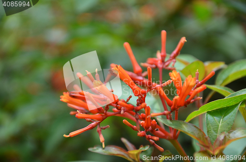 Image of Hummingbird Bush flower