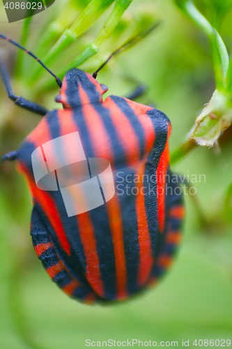 Image of Brightly colored bug Italian. Macro